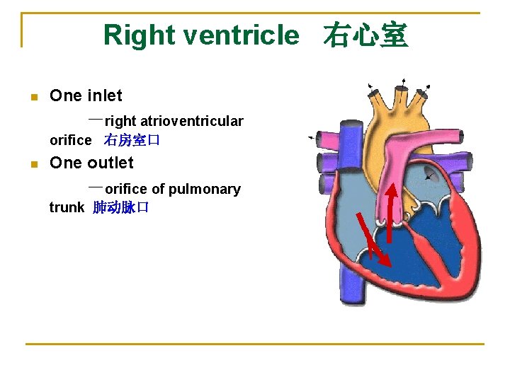 Right ventricle 右心室 n One inlet －right atrioventricular orifice 右房室口 n One outlet －orifice