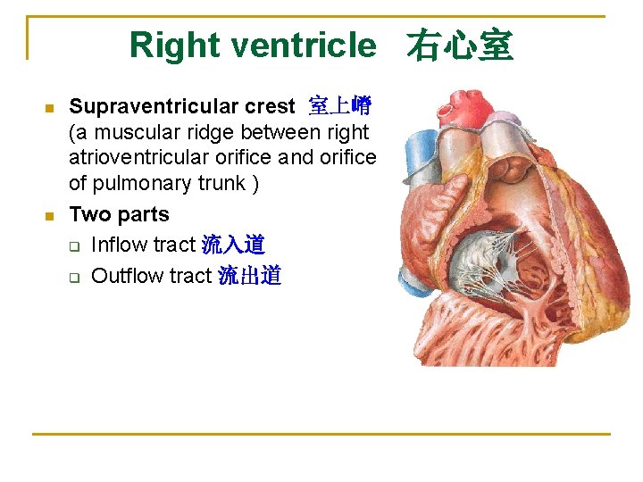 Right ventricle 右心室 n n Supraventricular crest 室上嵴 (a muscular ridge between right atrioventricular
