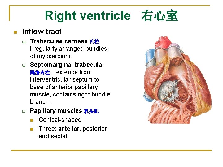 Right ventricle 右心室 n Inflow tract q q q Trabeculae carneae 肉柱 irregularly arranged