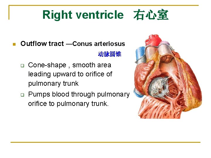 Right ventricle 右心室 n Outflow tract —Conus arteriosus 动脉圆锥 q q Cone-shape , smooth