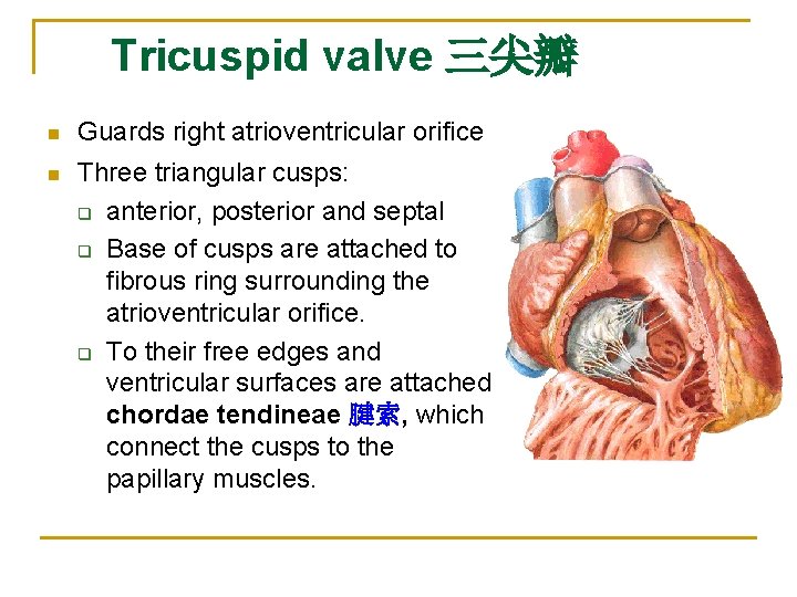 Tricuspid valve 三尖瓣 n Guards right atrioventricular orifice n Three triangular cusps: q anterior,