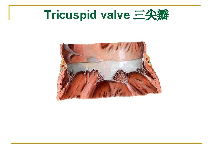 Tricuspid valve 三尖瓣 