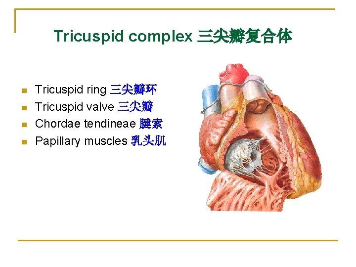 Tricuspid complex 三尖瓣复合体 n n Tricuspid ring 三尖瓣环 Tricuspid valve 三尖瓣 Chordae tendineae 腱索