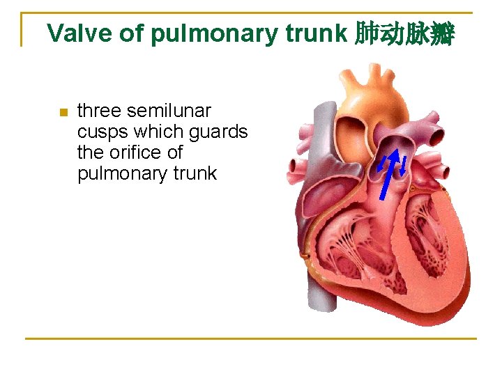 Valve of pulmonary trunk 肺动脉瓣 n three semilunar cusps which guards the orifice of