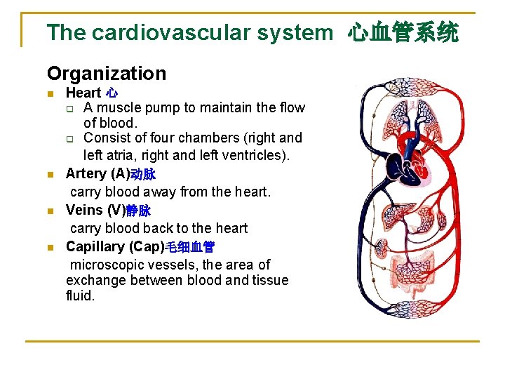The cardiovascular system 心血管系统 Organization n n Heart 心 q A muscle pump to
