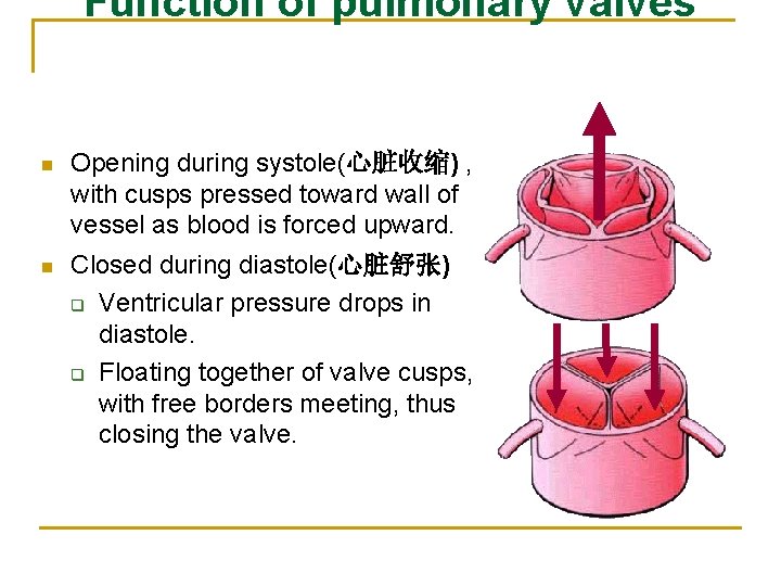 Function of pulmonary valves n Opening during systole(心脏收缩) , with cusps pressed toward wall