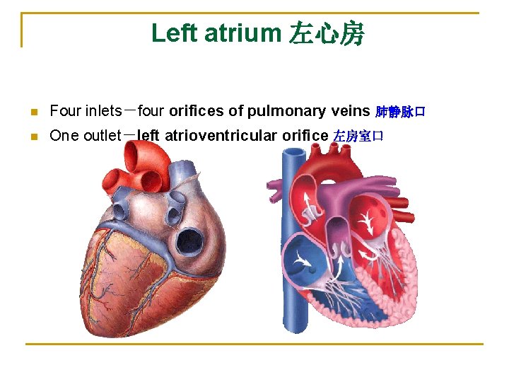 Left atrium 左心房 n Four inlets－four orifices of pulmonary veins 肺静脉口 n One outlet－left
