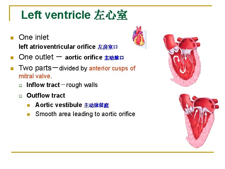Left ventricle 左心室 n One inlet left atrioventricular orifice n n 左房室口 One outlet