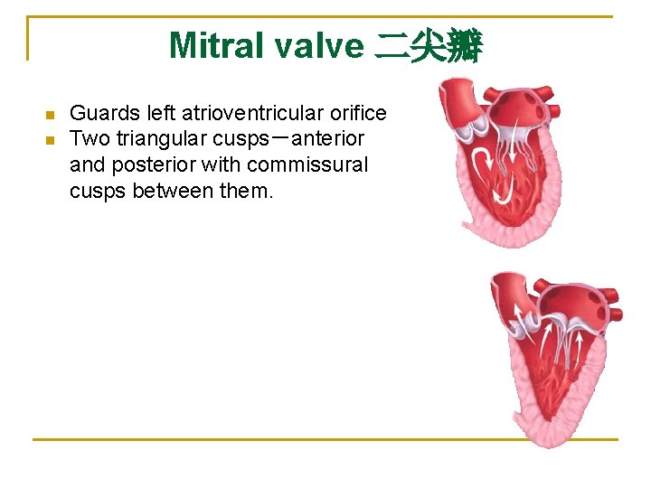 Mitral valve 二尖瓣 n n Guards left atrioventricular orifice Two triangular cusps－anterior and posterior