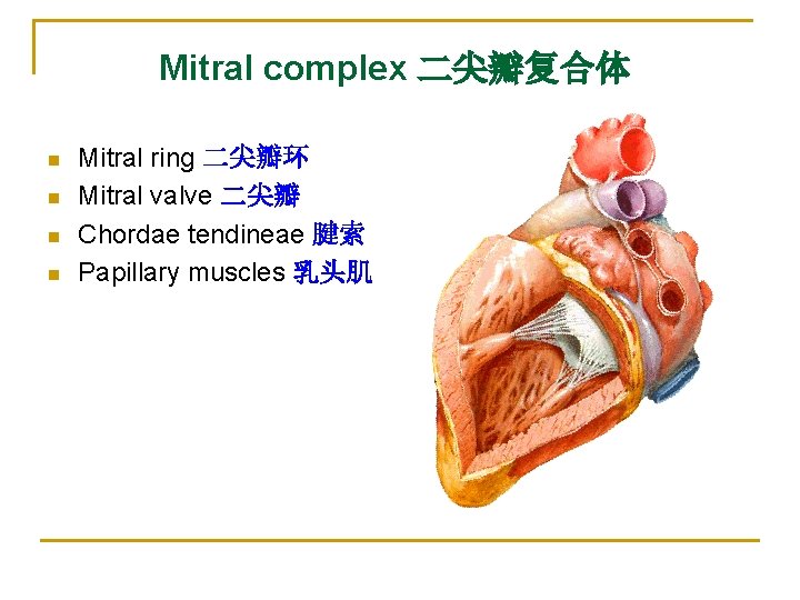 Mitral complex 二尖瓣复合体 n n Mitral ring 二尖瓣环 Mitral valve 二尖瓣 Chordae tendineae 腱索
