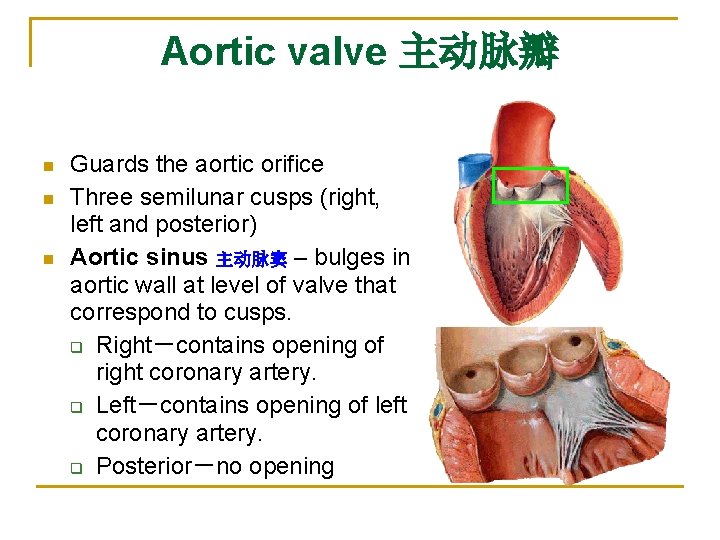 Aortic valve 主动脉瓣 n n n Guards the aortic orifice Three semilunar cusps (right,