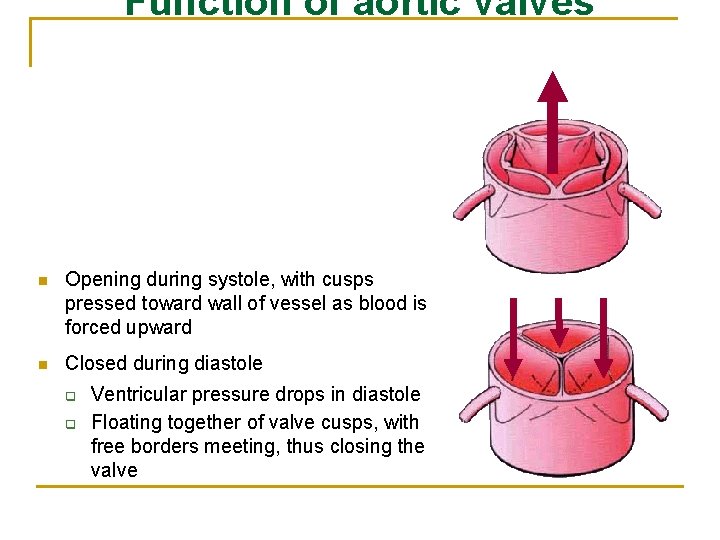 Function of aortic valves n Opening during systole, with cusps pressed toward wall of