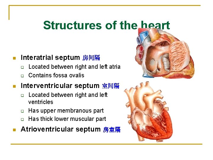 Structures of the heart n Interatrial septum 房间隔 q q n Interventricular septum 室间隔