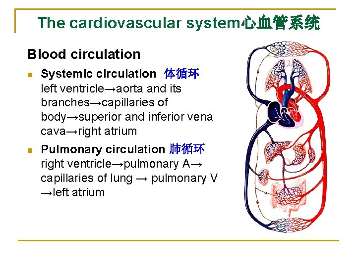 The cardiovascular system心血管系统 Blood circulation n Systemic circulation 体循环 left ventricle→aorta and its branches→capillaries