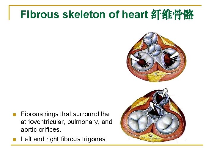 Fibrous skeleton of heart 纤维骨骼 n n Fibrous rings that surround the atrioventricular, pulmonary,