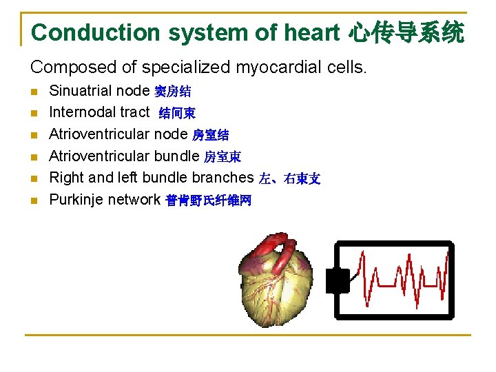 Conduction system of heart 心传导系统 Composed of specialized myocardial cells. n n n Sinuatrial