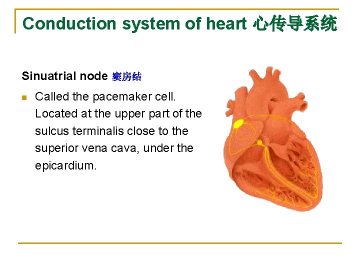 Conduction system of heart 心传导系统 Sinuatrial node 窦房结 n Called the pacemaker cell. Located