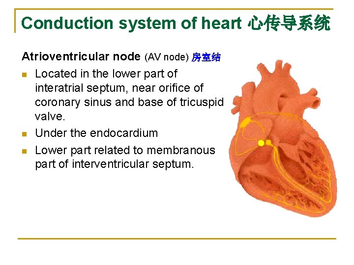 Conduction system of heart 心传导系统 Atrioventricular node (AV node) 房室结 n Located in the