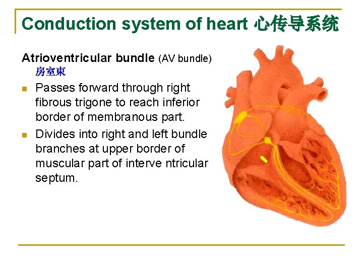 Conduction system of heart 心传导系统 Atrioventricular bundle (AV bundle) 房室束 n n Passes forward