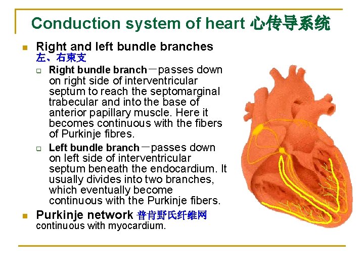 Conduction system of heart 心传导系统 n Right and left bundle branches 左、右束支 q Right
