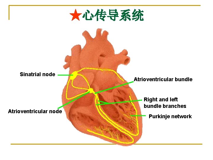 ★心传导系统 Sinatrial node Atrioventricular bundle Right and left bundle branches Purkinje network 