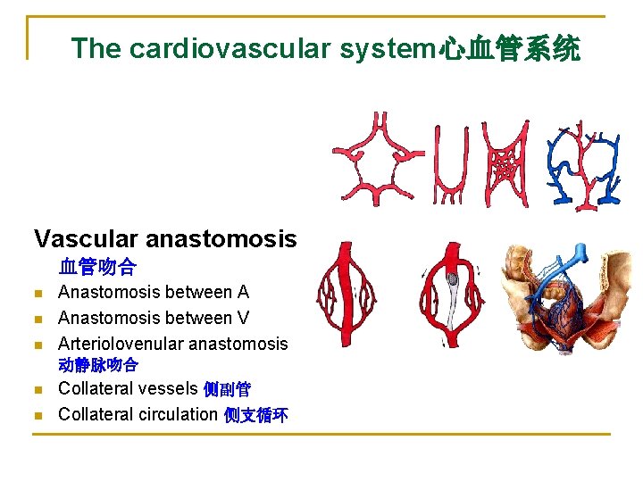 The cardiovascular system心血管系统 Vascular anastomosis 血管吻合 n n n Anastomosis between A Anastomosis between