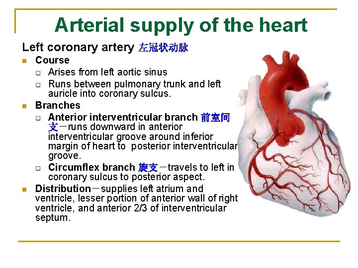 Arterial supply of the heart Left coronary artery 左冠状动脉 n n n Course q