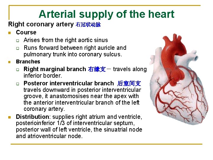 Arterial supply of the heart Right coronary artery 右冠状动脉 n Course q Arises from