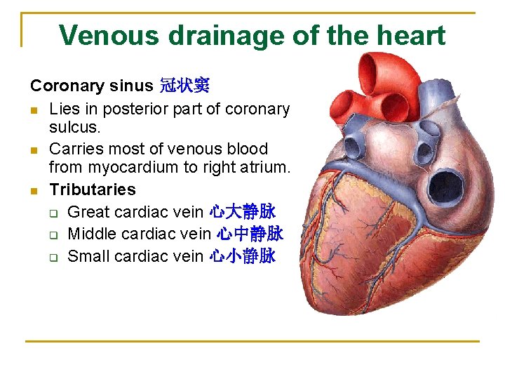 Venous drainage of the heart Coronary sinus 冠状窦 n Lies in posterior part of