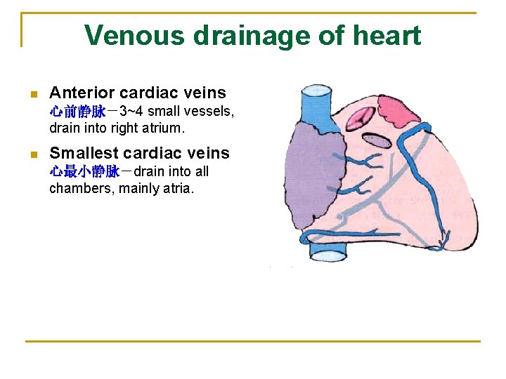 Venous drainage of heart n Anterior cardiac veins 心前静脉－3~4 small vessels, drain into right