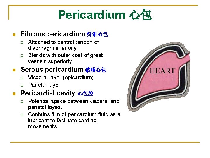 Pericardium 心包 n Fibrous pericardium 纤维心包 q q n Serous pericardium 浆膜心包 q q