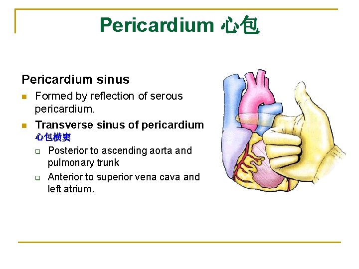 Pericardium 心包 Pericardium sinus n n Formed by reflection of serous pericardium. Transverse sinus