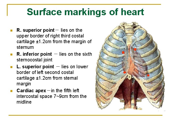 Surface markings of heart n n R. superior point－ lies on the upper border