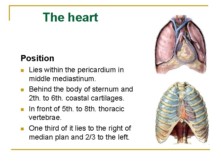 The heart Position n n Lies within the pericardium in middle mediastinum. Behind the