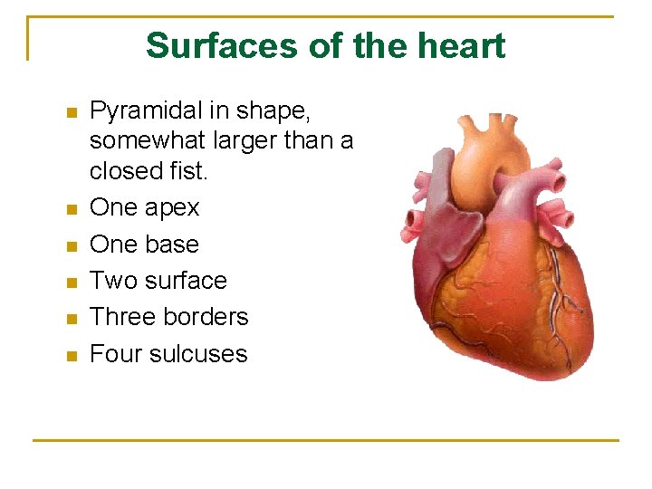 Surfaces of the heart n n n Pyramidal in shape, somewhat larger than a
