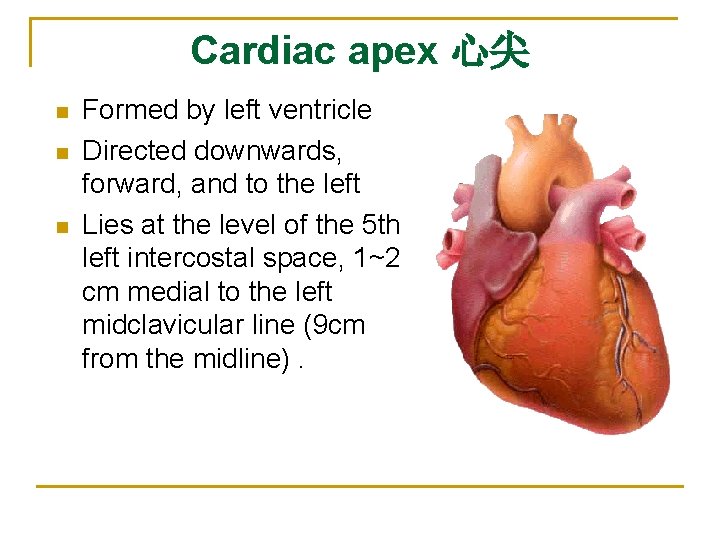 Cardiac apex 心尖 n n n Formed by left ventricle Directed downwards, forward, and