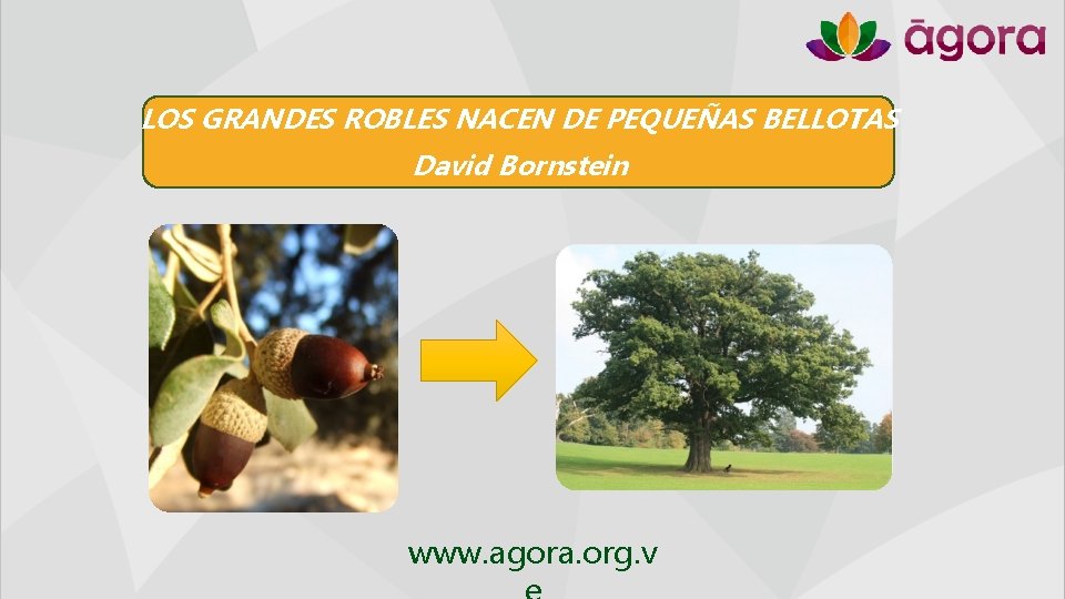 LOS GRANDES ROBLES NACEN DE PEQUEÑAS BELLOTAS David Bornstein www. agora. org. v 