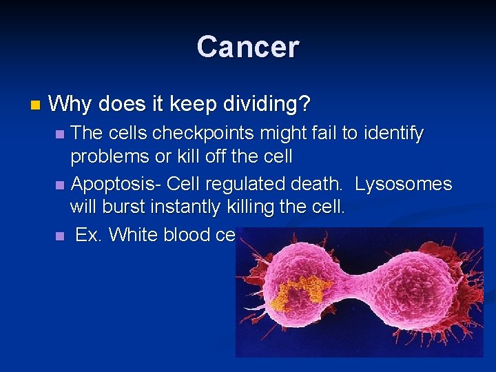 Cancer n Why does it keep dividing? The cells checkpoints might fail to identify