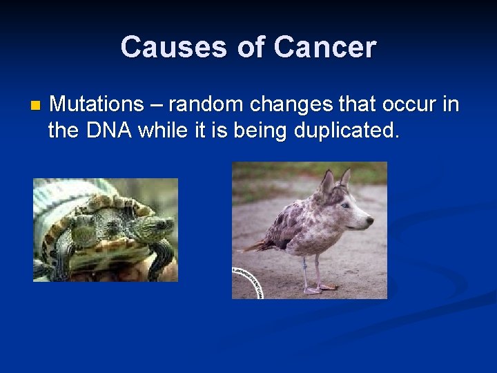 Causes of Cancer n Mutations – random changes that occur in the DNA while