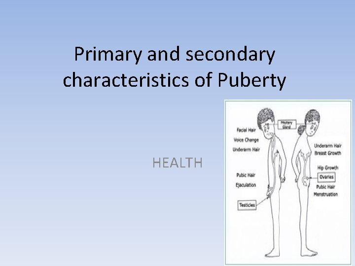 Primary and secondary characteristics of Puberty HEALTH 