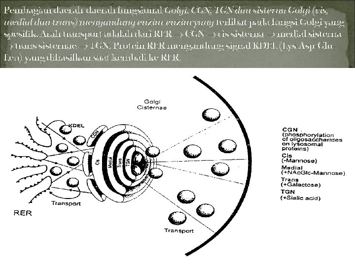 Pembagian daerah-daerah fungsional Golgi. CGN, TGN dan sisterna Golgi (cis, medial dan trans) mengandung