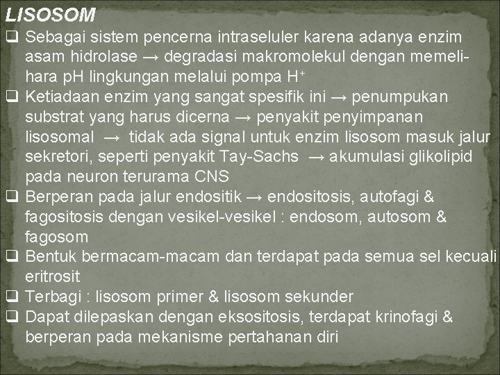 LISOSOM q Sebagai sistem pencerna intraseluler karena adanya enzim asam hidrolase → degradasi makromolekul