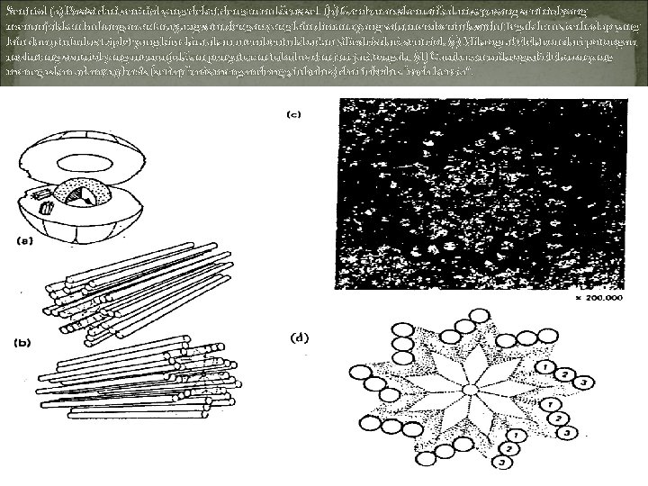 Sentriol (a) Posisi dari sentriol yang dekat dengan nukleus sel. (b) Gambaran skematik dari