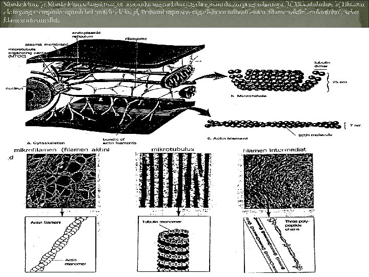 Sitoskeleton. (a) Sitoskeleton sebagai tempat bersandar organel dan juga berperan dalam pergerakannya. (b) Mikrotubulus.