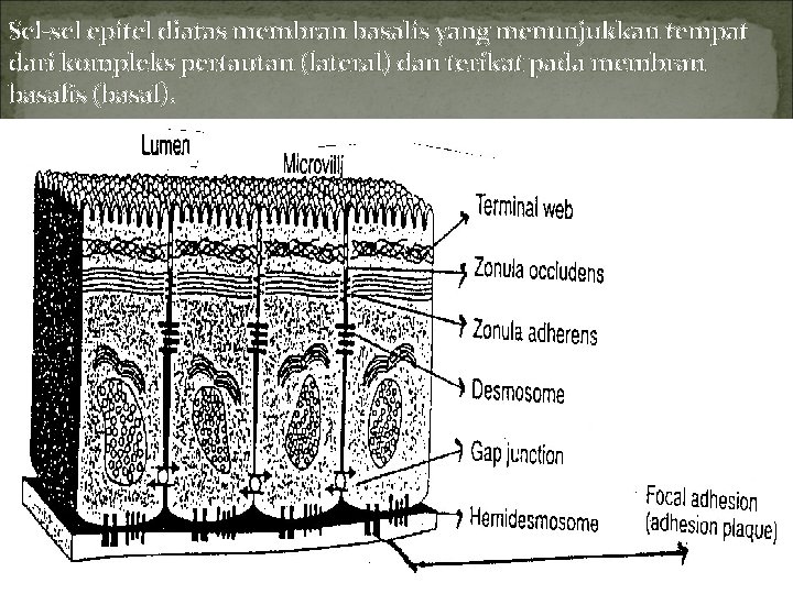 Sel-sel epitel diatas membran basalis yang menunjukkan tempat dari kompleks pertautan (lateral) dan terikat