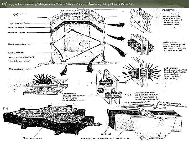 (a) Tiga golongan kompleks junction dengan struktur dan fungsinya. (b) Plasmodesmata 