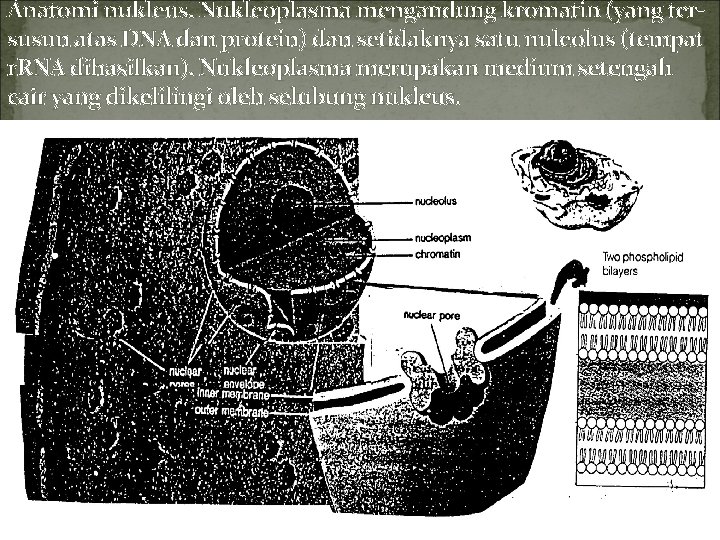 Anatomi nukleus. Nukleoplasma mengandung kromatin (yang tersusun atas DNA dan protein) dan setidaknya satu