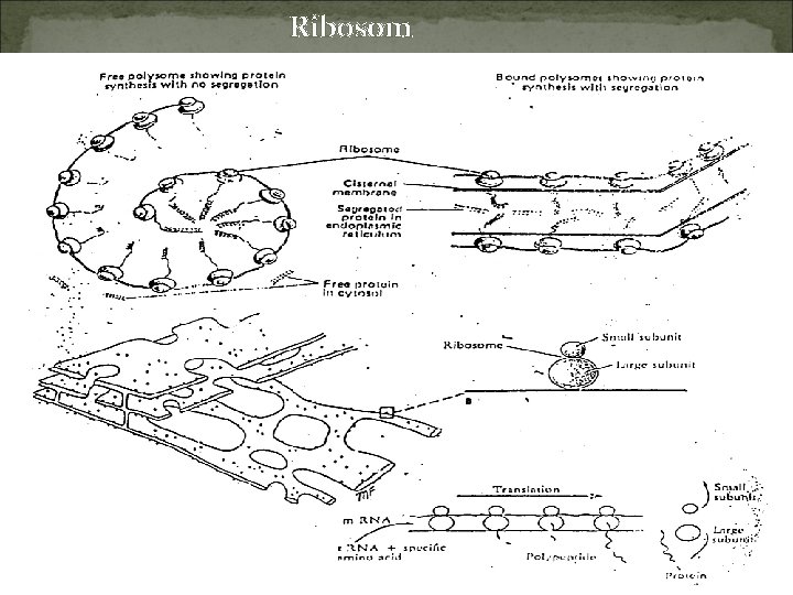 Ribosom 