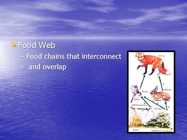  • Food Web – Food chains that interconnect – and overlap 