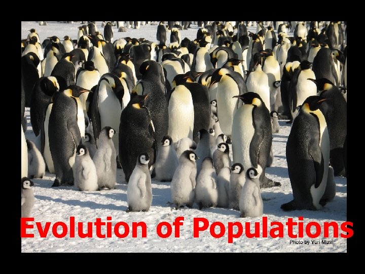 Evolution of Populations 